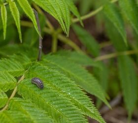 Six Ways To Stop Pill Bugs From Eating Your Plants