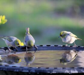 How Often Should I Fill And Clean My Birdbath?