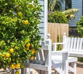 Top Ways To Help Your Citrus Trees Produce More Fruit
