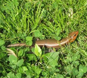 Are Skinks Good For Your Garden?