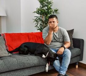 How To Tell If You Have A Dead Animal In Your House