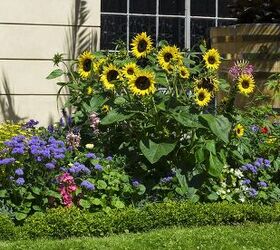 15 Beautiful Flowers That Can Handle Extreme Heat