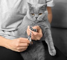 Four Cat Grooming Tips That Affect Your House (And Furniture)