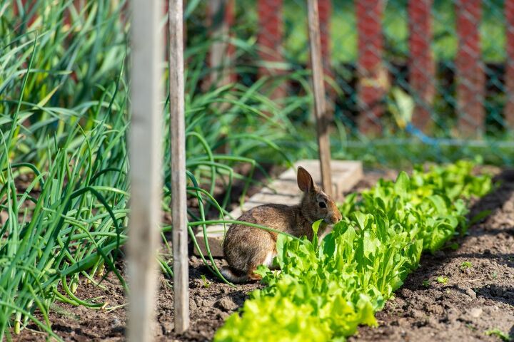 Why You Don’t Want Rabbits In Your Yard (And How To Get Rid Of Them ...