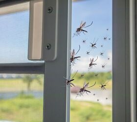 13 Effective Ways To Keep Mosquitoes Out Of Your Home For Good