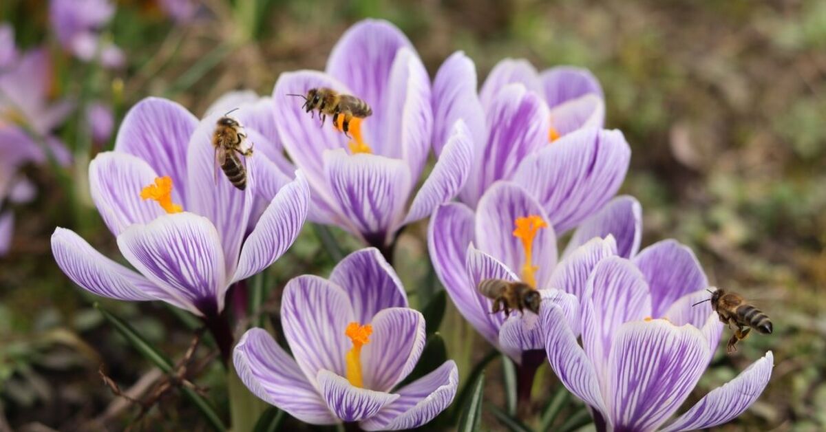 How To Support Pollinators Throughout The Fall And Winter ...