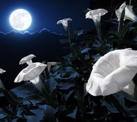 Amazing Plants That Only Bloom At Night