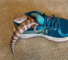 How To Keep Skinks Out Of The House