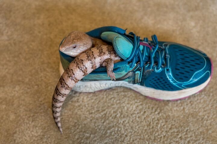 How To Keep Skinks Out Of The House