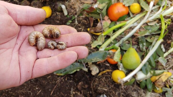 Bugs In Compost Is It Normal To Have Bugs In Compost? | Upgradedhome.com