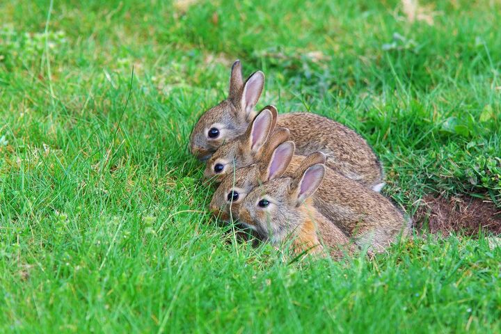 Why Are There So Many Rabbits In My Yard? | Upgradedhome.com
