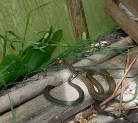 How To Keep Snakes Out Of Your Greenhouse
