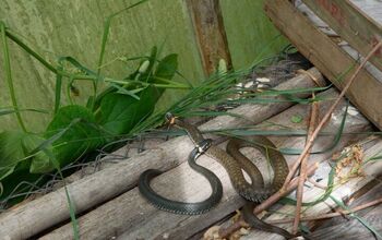 How To Keep Snakes Out Of Your Greenhouse