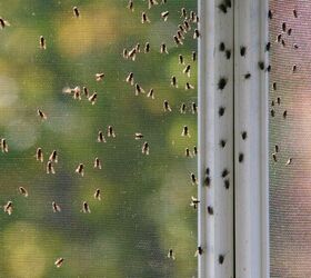 My House Is Infested With Flies (What To Do)