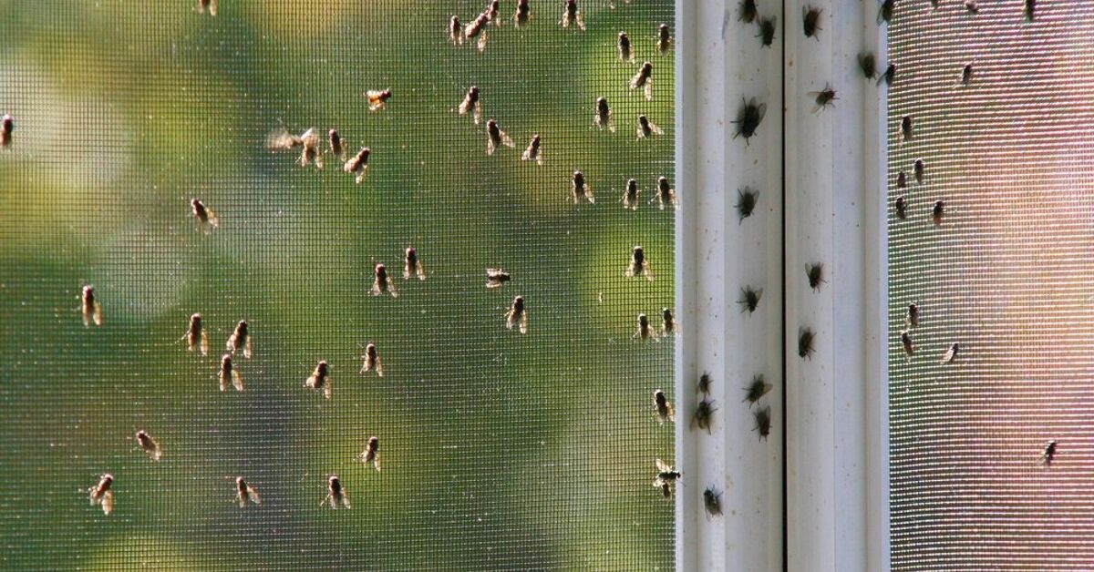 My House Is Infested With Flies (What To Do) | Upgradedhome.com
