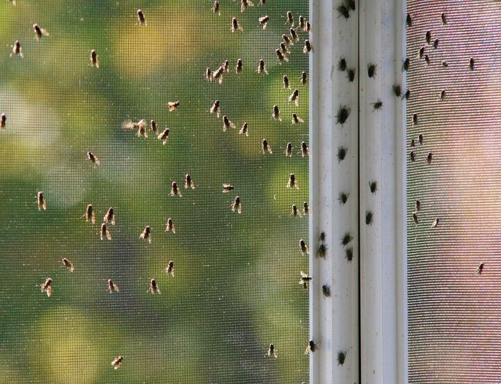 Infested House My House Is Infested With Flies (What To Do) | Upgradedhome.com