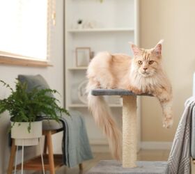 View of Six Tips For Living With Cats In A Small Space | Upgradedhome.com