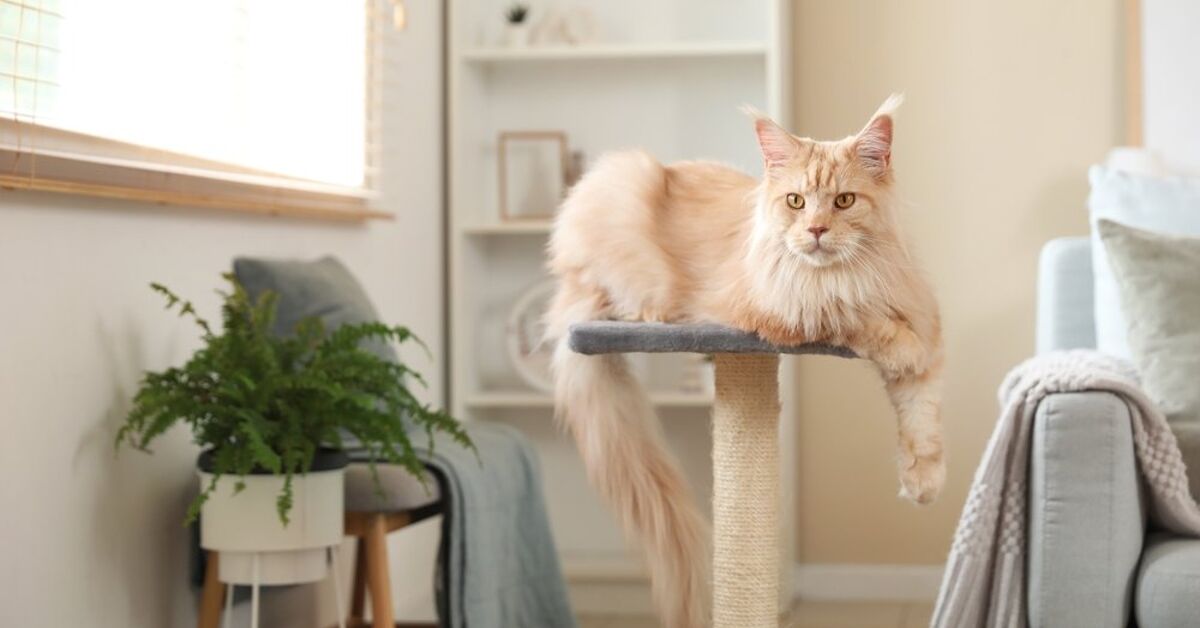 Six Tips For Living With Cats In A Small Space | Upgradedhome.com