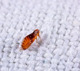 Can Fleas Travel Between Apartments?