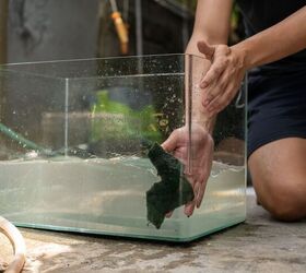 Do Fish Tanks Cause Mold?