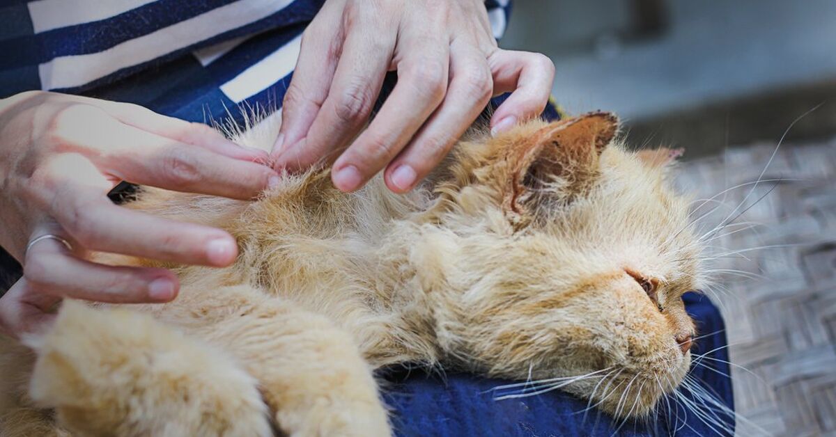 Can A House Become Infested With Ticks? | Upgradedhome.com