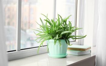 Plants You Should Bring Inside In The Fall