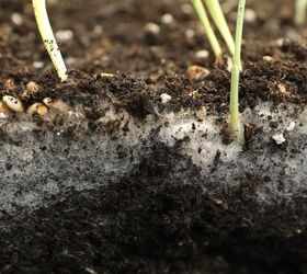 Warning Signs That Your Garden Has A Fungus Problem