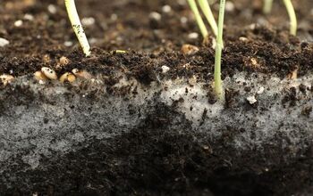 Warning Signs That Your Garden Has A Fungus Problem