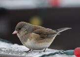 How To Attract Birds To Your Yard This Winter
