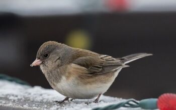 How To Attract Birds To Your Yard This Winter