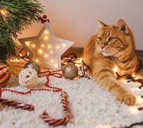 14 Ways To Pet-Proof Your Holiday Decorations