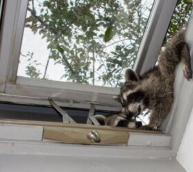 Eight Pests That Come Inside During The Winter