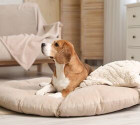 Tips For Blending Pet Zones Into Your Design Scheme