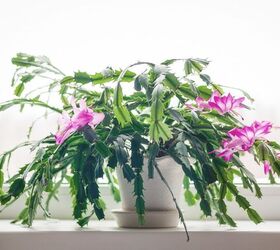 How To Keep Your Christmas Cactus Blooming Annually