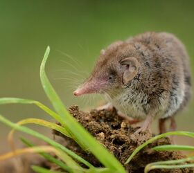 Credit: Shutterstock / Martin Pelanek