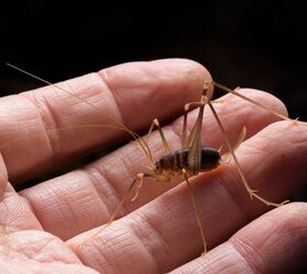 How Do I Get Rid Of Cave Crickets In My House