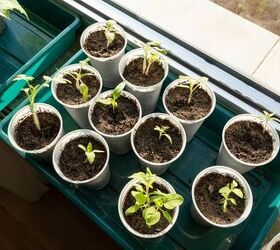 Herbs And Vegetables You Should Start From Seed In January