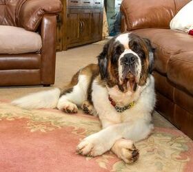 Pet-Friendly Decorating Ideas