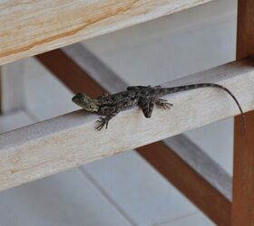 How Do I Keep Lizards Out Of My Home?
