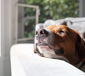 Tricks To Keeping A Tidy Home When You Have A Dog