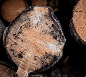 Can You Burn Moldy Firewood?