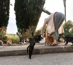 What To Do When Your Neighbor Feeds Stray Cats