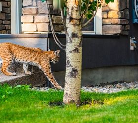 How To Keep Bobcats Out Of Your Yard