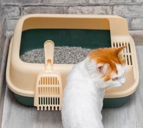 How To Get Rid Of Litter Box Smell