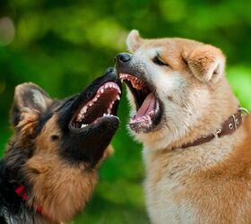 I Hear Animals Fighting In My Yard: What Do I Do?