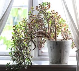 Nine Plants That Are Great For Your Home’s Feng Shui