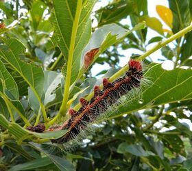 Garden Pests That Appear In Early Spring