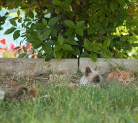 The Best Natural Methods To Keep Stray Cats Away