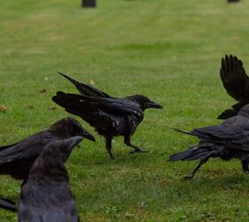 Why Are There So Many Crows In My Yard? (And How To Get Rid Of Them)