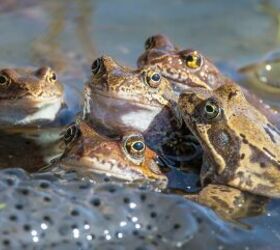 Why Are There So Many Frogs On My Property?